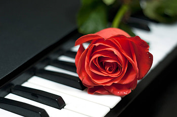 piano rose, elegant floral arrangement, romantic symbol, delicate keys HD wallpaper