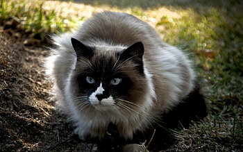 Animals, Cats HD wallpaper