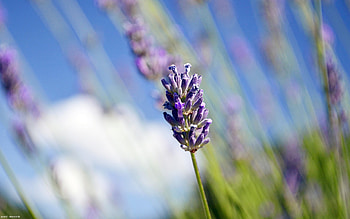 Lavender Flowers , flowers, petals, lavender HD wallpaper
