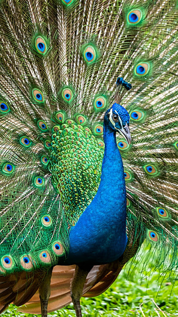 Peacock , Quality backgrounds, , Stunning HD phone wallpaper