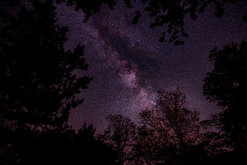 Trees, Sky, Stars, Night, Dark, Starry Sky HD wallpaper