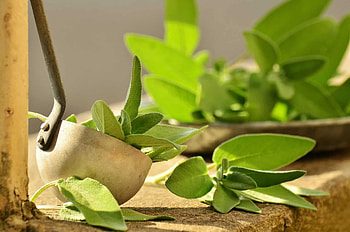 Sage herb, Fresh sage storage, Effective preservation, Herbswithin HD wallpaper