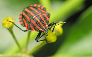 Graphosoma, Insects HD wallpaper