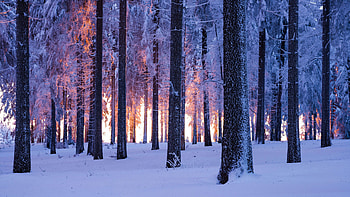 Winter Forest, Forests HD wallpaper