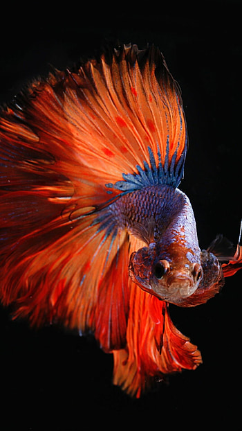 Clean fish , Sleek and minimalistic, Oceanic beauty, Vibrant colors HD phone wallpaper