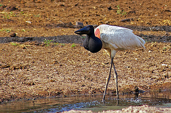 Jabiru Stork, GlobalWings , Majestic Bird, Wetlands HD wallpaper
