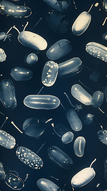 Jelly Bean Delight - Abstract, vegetable, monochrome, pattern HD phone wallpaper