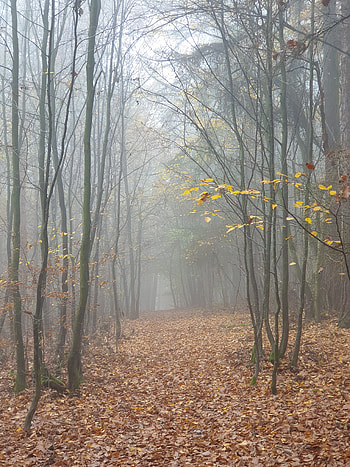 Nature, Trees, Autumn, Forest, Fog HD phone wallpaper