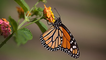 Monarch Butterfy, animal, monarch, butterfly, insect HD wallpaper