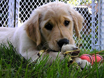 TOO POOP THE POP LAUGH IF YOU MUST, relaxing, cute, puppy, adorable HD wallpaper