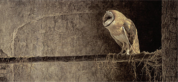 Animals, Birds, Owl HD wallpaper