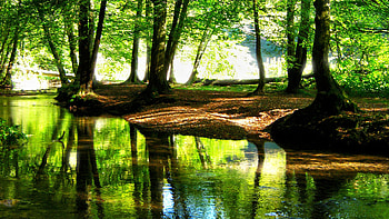 Landscape beautiful stream in a cool Forst River Nature ,beads,forest stream. HD wallpaper
