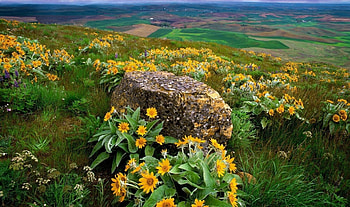 Mountain flowers, view, stone, flowers, mountains HD wallpaper