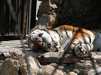 Nic-04, animal, wild, tiger, zoo HD wallpaper