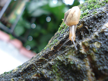 Lesma, nitro, size, zoom, small, snail, super HD wallpaper