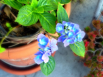 Potted Blue Flowers, blue, purple, leaves, flowers HD wallpaper