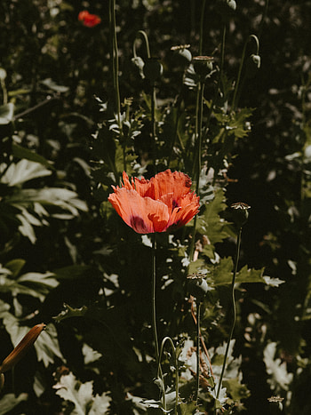 Flowers, Flower, Plant, Bloom, Flowering, Poppy HD phone wallpaper