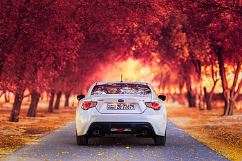 Auto, Autumn, Subaru, Cars, Back View, Rear View HD wallpaper
