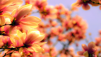 Magnolia , Asia spring flower, Nature HD wallpaper