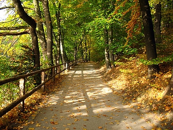 My Paradise, path, paradise, road, nature, forest, tree HD wallpaper