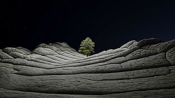 Tree, Nature, iOS 14. 2, Desert Tree HD wallpaper