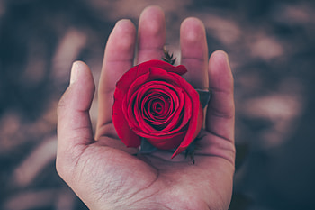 Flowers, Hand, Rose Flower, Rose, Bud HD wallpaper