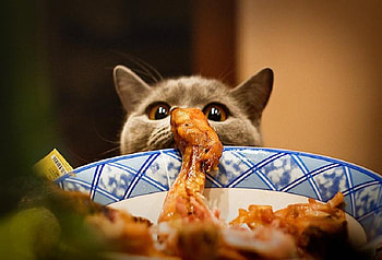 Temptation, animal, fur, chicken, plate, ears, cat, feline HD wallpaper