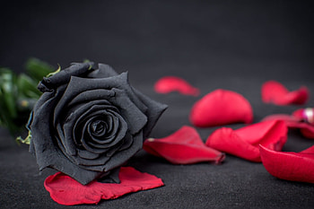 rose, abstract, graphy, flower HD wallpaper