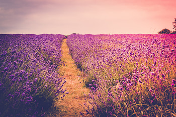 Lavender, Farm field, flora, flowers, meadow HD wallpaper
