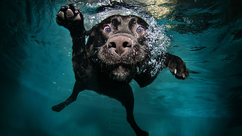 Funny puppy , Underwater dog HD wallpaper