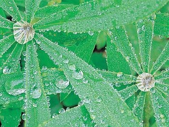 Lupine and Water Droplets Olympic National Park Washington, nature, flowers HD wallpaper