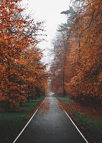 Nature, Trees, Autumn, Fog, Track HD phone wallpaper
