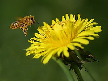 Flower Bee, cool, bee, , flower HD wallpaper