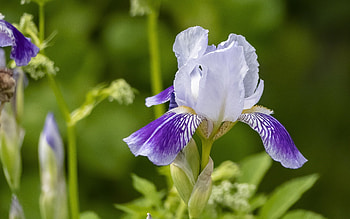 Iris, nature, macro, flower HD wallpaper