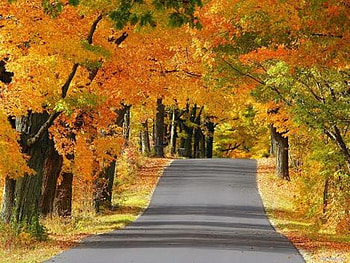 Autumn_road, winter, trees, autumn, road HD wallpaper