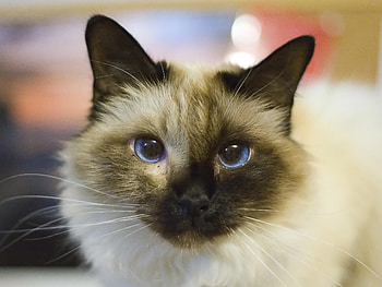 Pretty Birman cat, Blue eyes munchkin, Cat pics Birman, Cat HD wallpaper