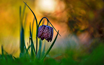 Fritillaria meleagris, Nature, Flower, Bokeh, Drops HD wallpaper