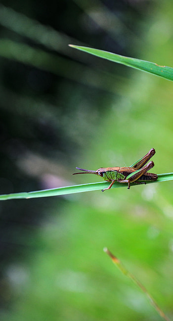 Animals, Macro, Blur, Insect, Grasshopper HD phone wallpaper