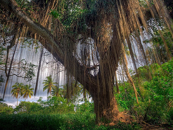 Nature, Web, Wood, Tree, Branches, Branch, Greens HD wallpaper