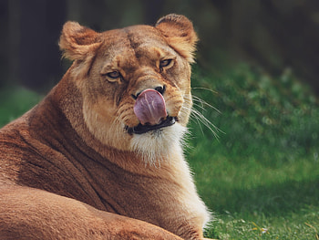 Funny, Animals, Predator, Lioness, Protruding Tongue, Tongue Stuck Out HD wallpaper