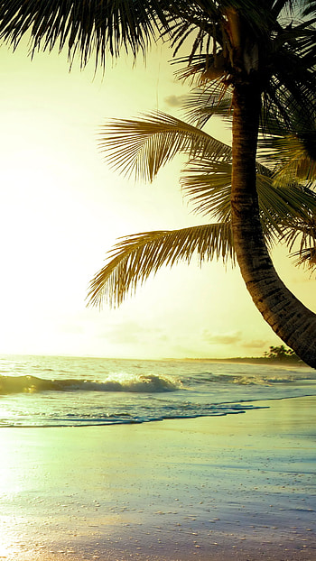 Tropical Beach Sunset, palm tree, tropical, ocean, sky, nature HD phone wallpaper
