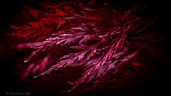 Leaves, Plant, Macro HD wallpaper