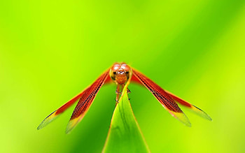 Dragonfly , backgrounds HD wallpaper