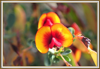 LOVELY FLOWER, NATURE, LOVELY, FLOWWER HD wallpaper