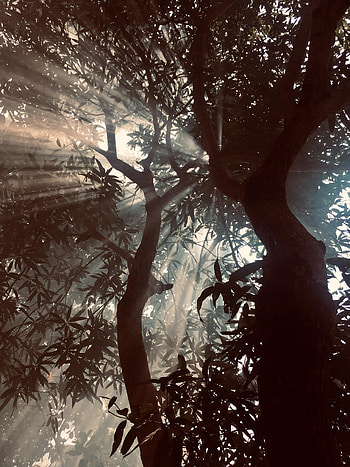 Nature, Trees, Leaves, Beams, Rays, Branches, Sunlight HD phone wallpaper