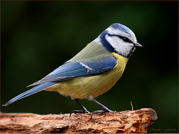 Sweet bird, animal, nature, life, bird HD wallpaper