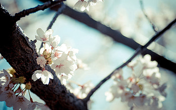 Flowers, Macro, Bloom, Flowering, Branch, Spring HD wallpaper