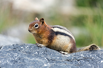 Chipmunk, Animals, Ultra , Background HD wallpaper