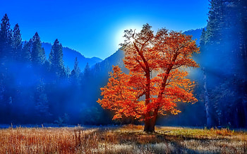Tree in foggy morning, morning, beautiful, sunrise, mountain, mist, fog, trees, autumn, sky HD wallpaper