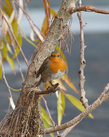 Willow tree, Robin (Bird) HD phone wallpaper
